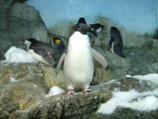 アデリーペンギン写真集へ