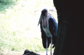 アフリカハゲコウ写真集へ