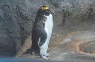マカロニペンギン写真集へ
