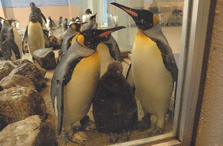 キングペンギンの画像3