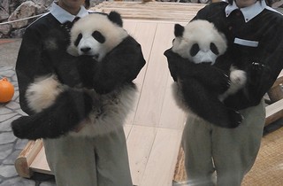 双子の赤ちゃんパンダの画像31