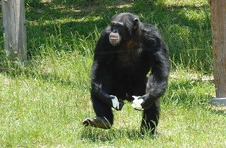 チンパンジーの画像2