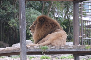 ライオンの画像1