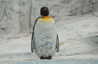 キングペンギンの画像1