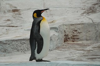 キングペンギンの画像2