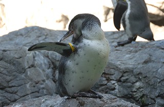 フンボルトペンギンの画像1