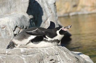 フンボルトペンギンの画像2
