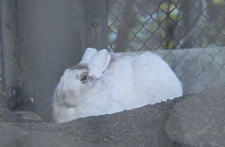 トウホクノウサギの画像