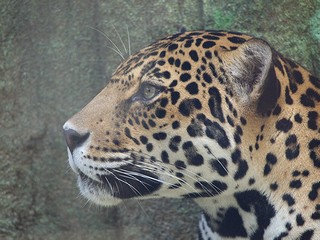 ジャガーの画像1