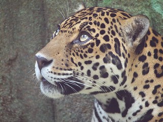 ジャガーの画像3