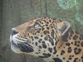 ジャガーの画像4
