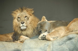 ライオンの画像2