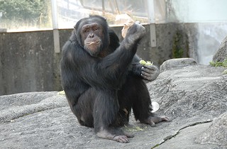 チンパンジー写真集へ