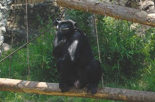 チンパンジーの画像1