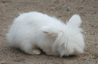 ウサギの画像4
