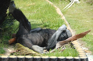 チンパンジーの画像5