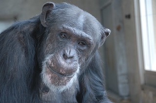 チンパンジーの画像4