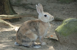ウサギの画像7