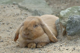 ウサギの画像8
